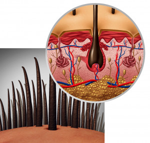 hair follicle